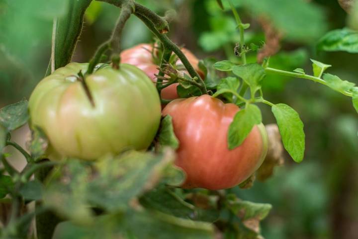 Los tomates corazón de buey tienen una piel muy fina y una textura carnosa.