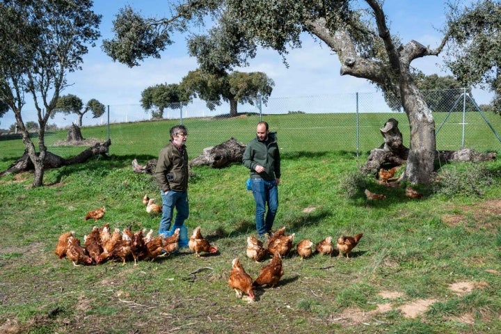 En una finca de unos 15.000m², revolotean 3.000 gallinas de las razas Marans, Araucana y Leghorn roja.