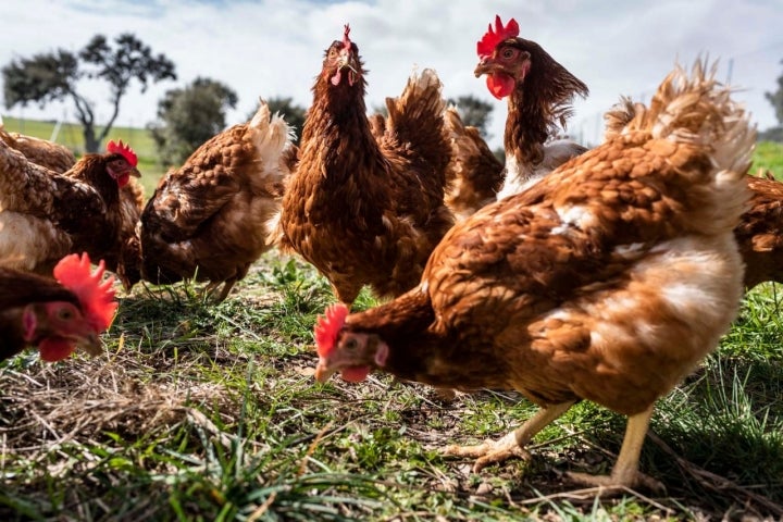 Dependiendo del clima, las gallinas ponen un huevo u otro.