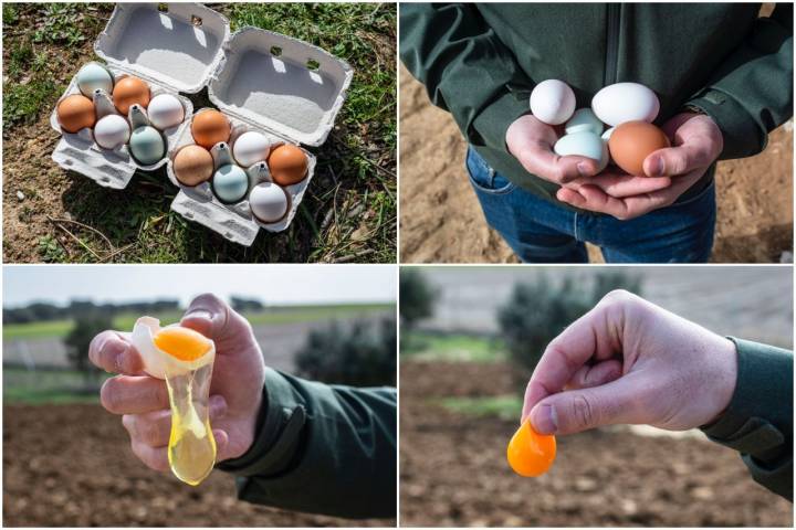 Un huevo de calidad tiene una yema densa, compacta, no se rompe e incluso se puede sujetar entre los dedos.