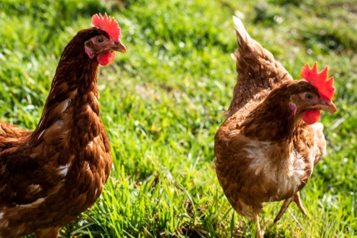 "Lo que necesitan las gallinas es espacio".