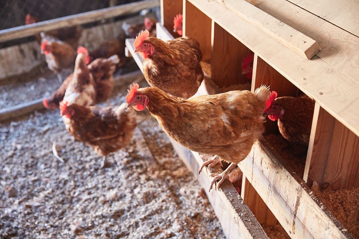 Huevos de Calaf. Las gallinas disponen de sus lugares donde poner los huevos.