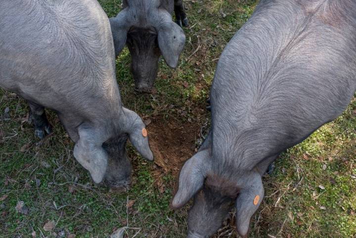 Los cerdos tienen un olfato muy desarrollado que les ayuda a encontrar las bellotas.