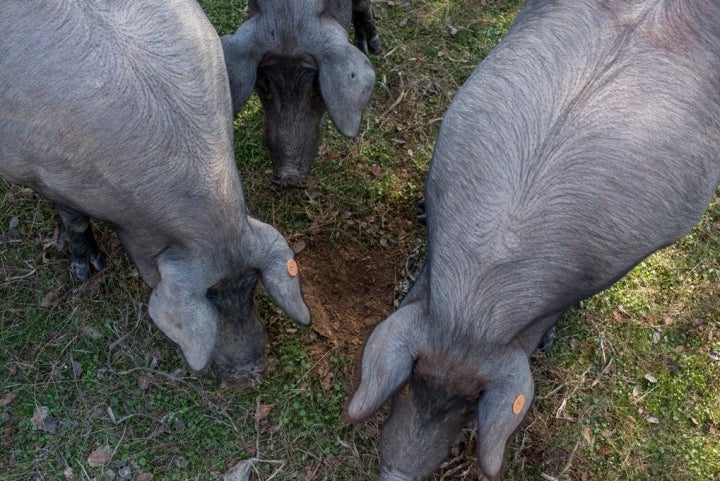 Los cerdos tienen un olfato muy desarrollado que les ayuda a encontrar las bellotas.