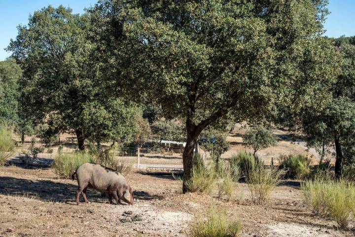 Los cerdos 100 % ibéricos recorren hasta 14 km al día durante la montanera.
