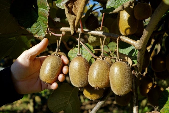 Arbol kiwi