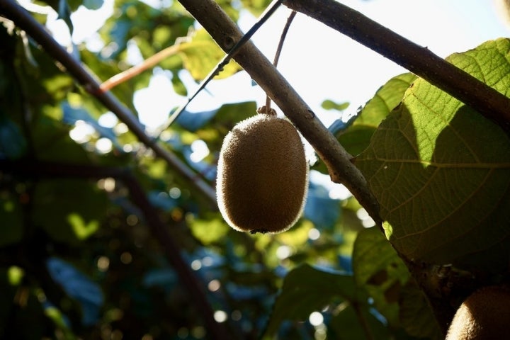 Kiwi Asturias