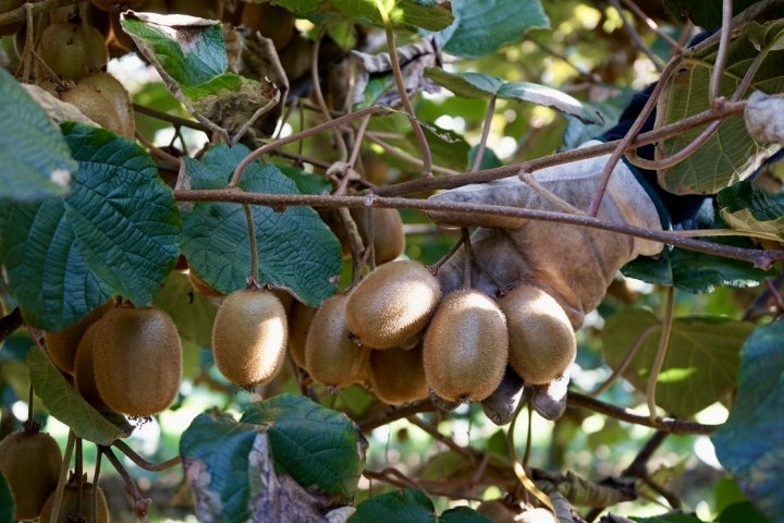 Kiwis