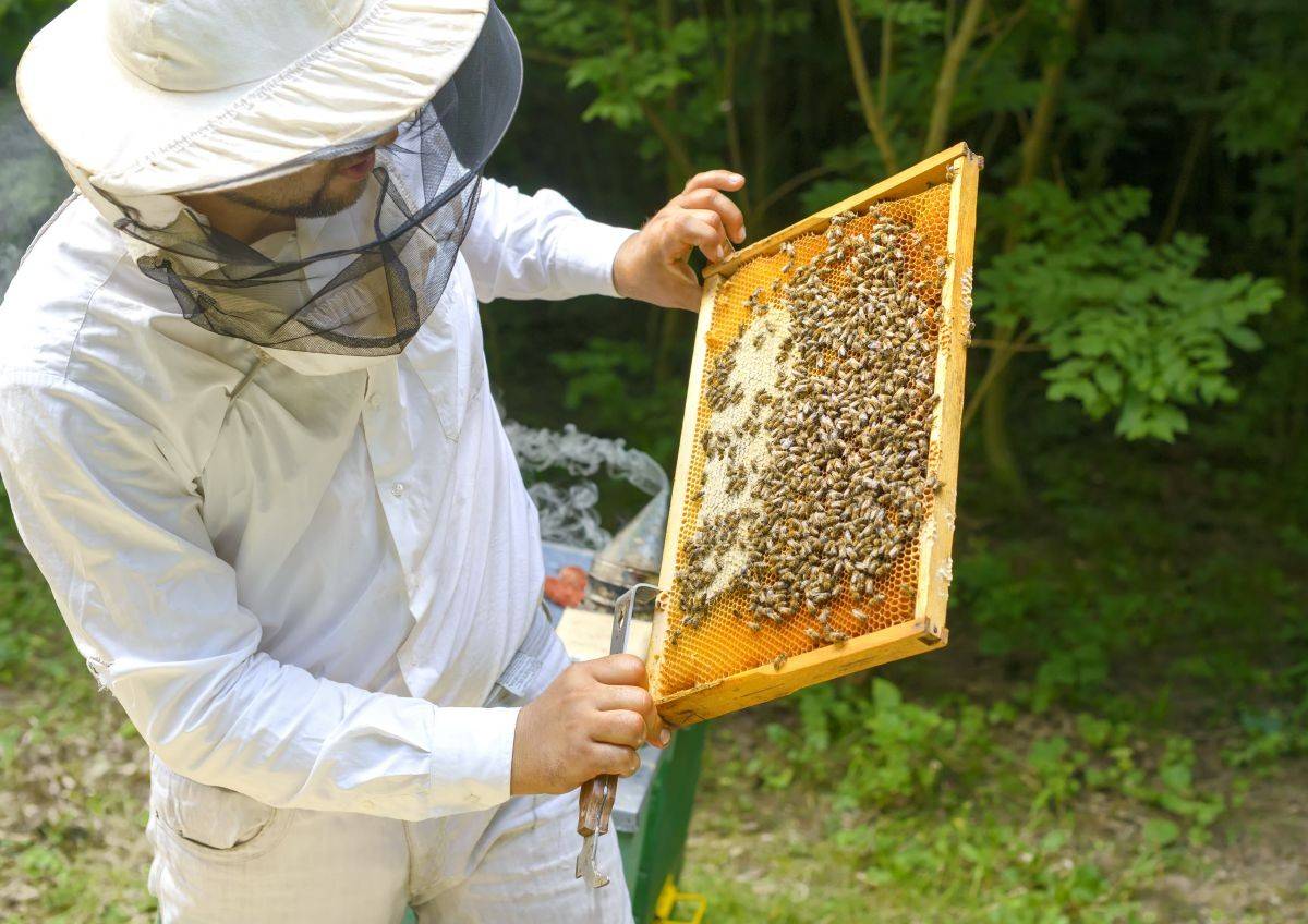 Un apicultor extrae un cuadro de la colmena. Foto: Shutterstock.