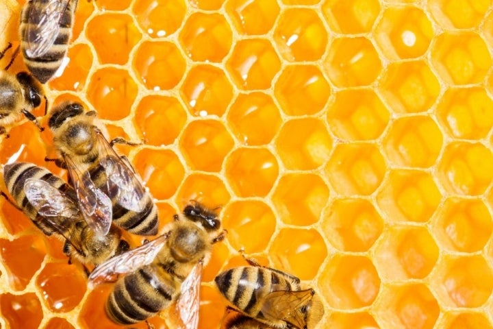 Varias abejas rellenan el panal de miel antes de sellarlo con cera. Foto: Shutterstock