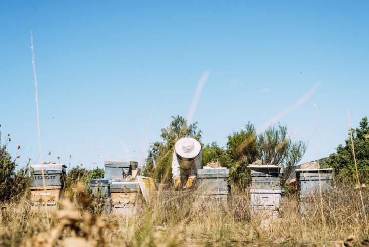Un apicultor trabajando en las colmenas. Foto: Shutterstock.