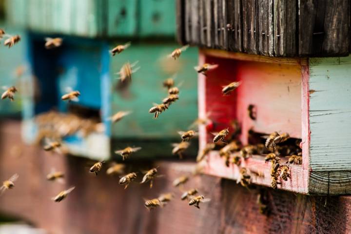 Las abejas vuelven a la colmena después de libar el néctar. Foto: Shutterstock.