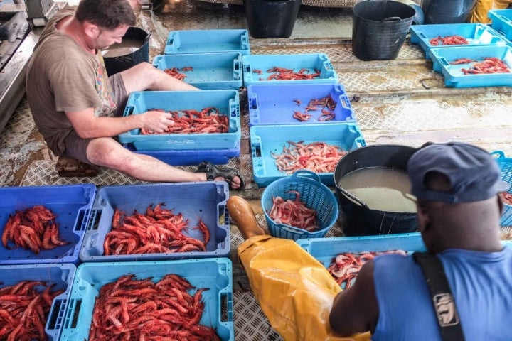 Selección de las gambas en la cubierta.