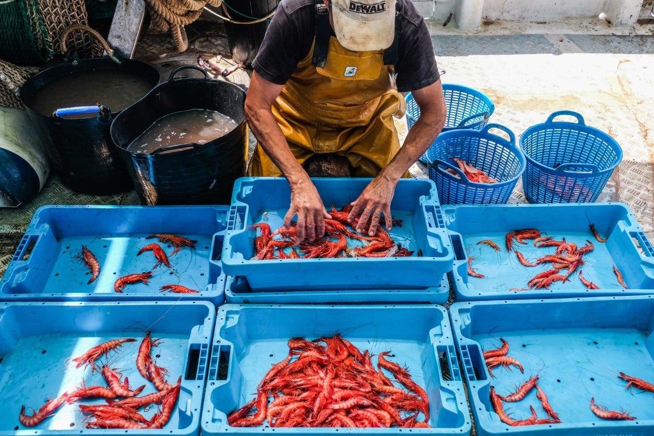 Pescador seleccionando la gamba roja de Denia, en Alicante.