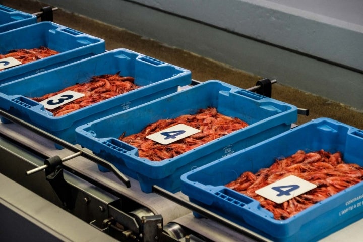 Cajas de gamba roja en la lonja de Denia.