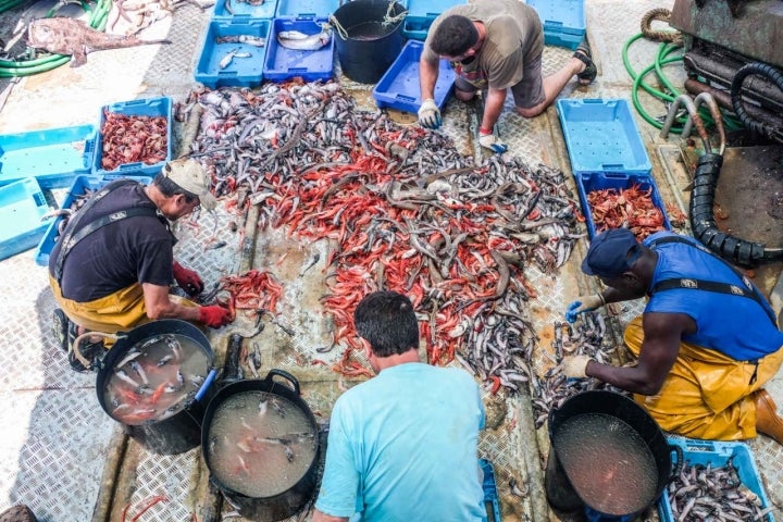 La tripulación seleccionando el pescado en cubierta.