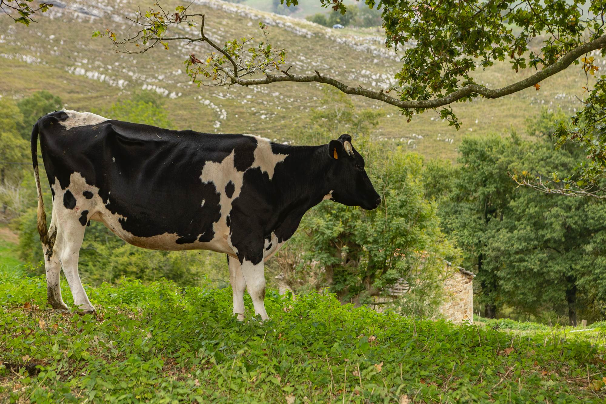 A unos pocos metros de La Lleldería pastan las vacas.