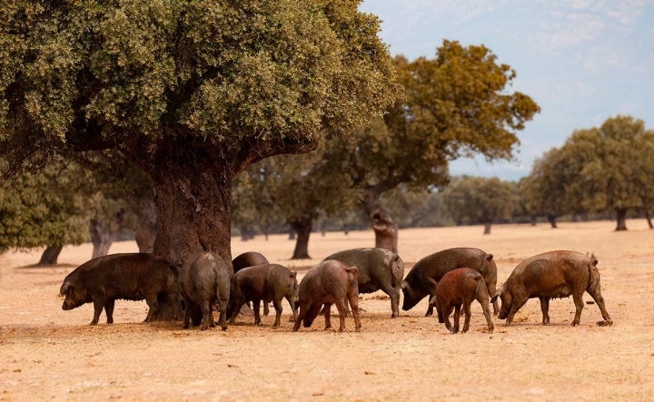 Sus sabrosas hechuras colgarán pronto de las despensas y las cocinas. Foto: Shutterstock.