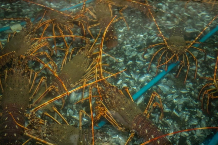 langostas bajo el agua