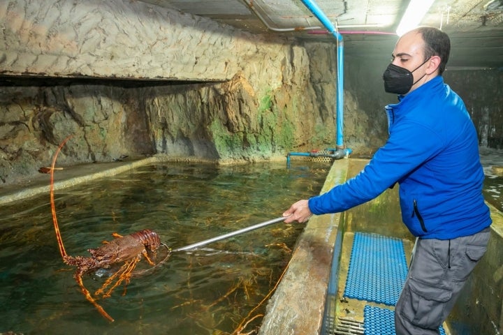 El agua del mar y 200 kilos de mejillones semanales es todo lo que necesita la familia Astuy para conseguir un producto excepcional.