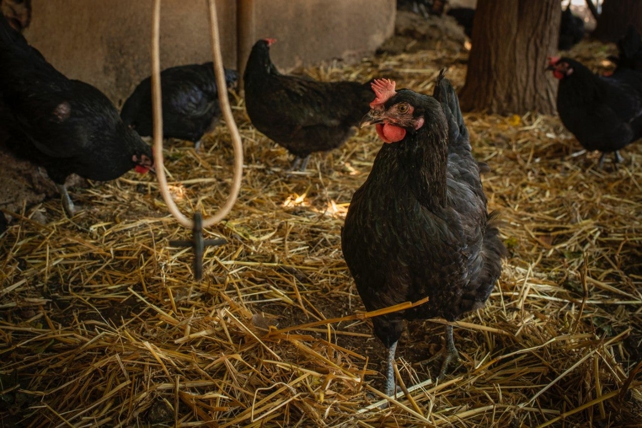 Carlos Herrero Nadal_ CAL NADAL_
Cría Gall del Penedés, Pulardas y patos de cria. en Sant Quintí de Mediona (BCN)
Asadores de Pollo a la leña y embutidos y patatas en su tienda