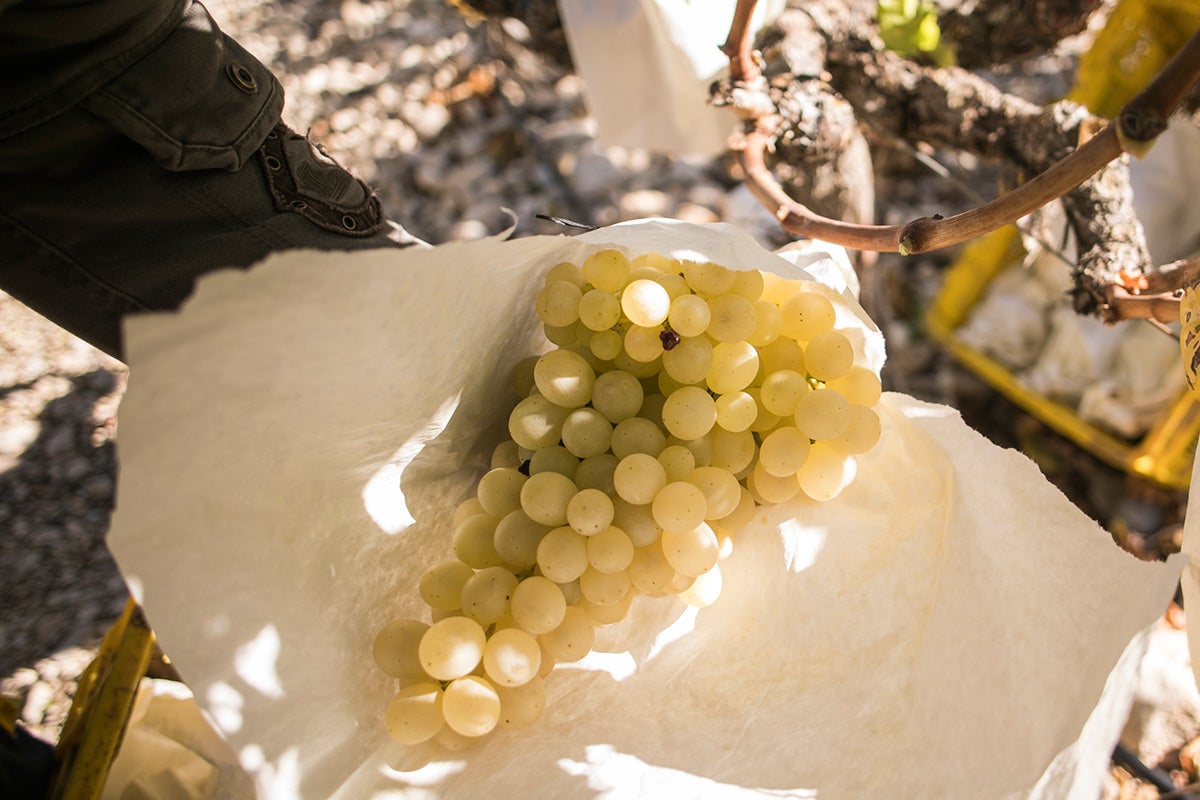 Un recolector recoge las uvas Nebbiolo, que se utilizan para elaborar el vino Barolo, durante la cosecha en el campo de Langhe, en Serralunga D'Alba, al noroeste de Italia, el 12 de octubre de 2019. B