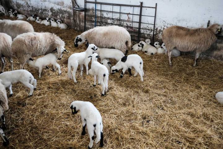 Los corderos se mueven alrededor de las madres o se tumban a dormir.