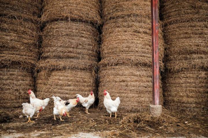 Varios pollos corren sueltos cerca del almacenamiento del forraje para el rebaño.