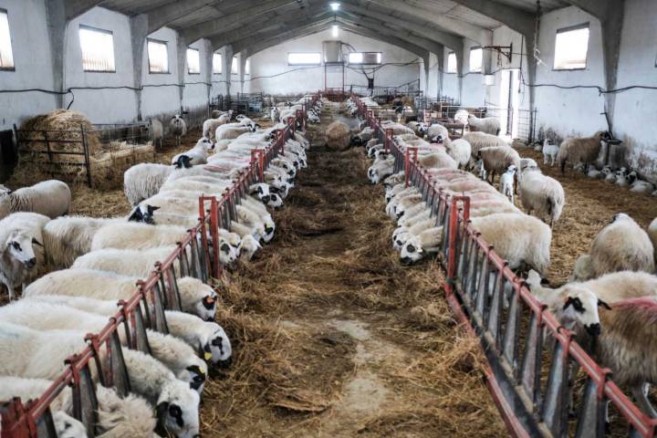 Las ovejas pasan seis meses en el pabellón protegidas del duro invierno.