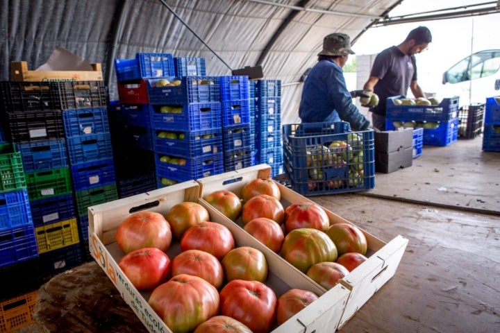 Feo de Tudela y Rosa de Barbastro son dos de las variedades antiguas de tomate que cultivan ecológicamente en Sola (Navarra). Foto: César Cid.