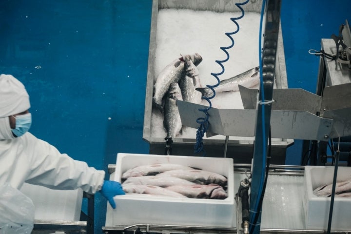 Un trabajador en la plata de empaquetado de lubinas de Aquanaria