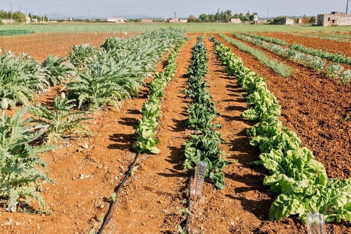 El huerto de Maca de Castro