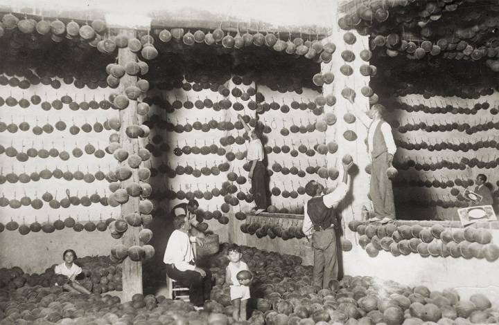 La familia Vidal en el melonar familiar, donde era tradición colgar las frutas en un lugar fresco y seco.