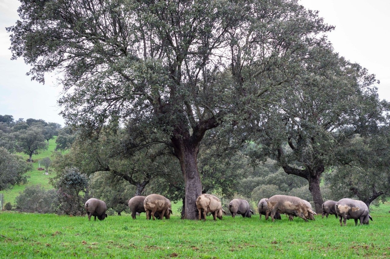 Toño Pérez visita a sus "cochinitos felices" en la Dehesa