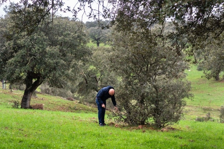 Montanera 'Extrem Puro Extremadura': Toño Pérez en la dehesa cogiendo taramas