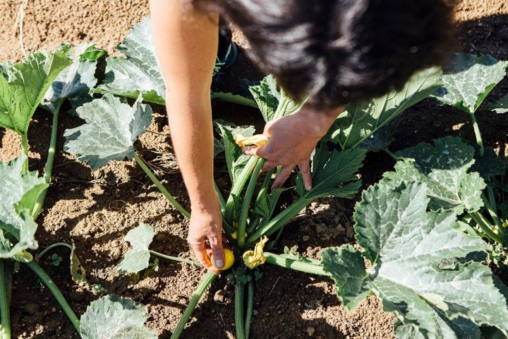 huerta gloria juanals