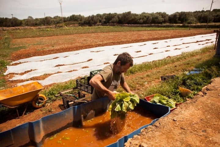 Limpiando las lechugas para llevarlas al mercado.