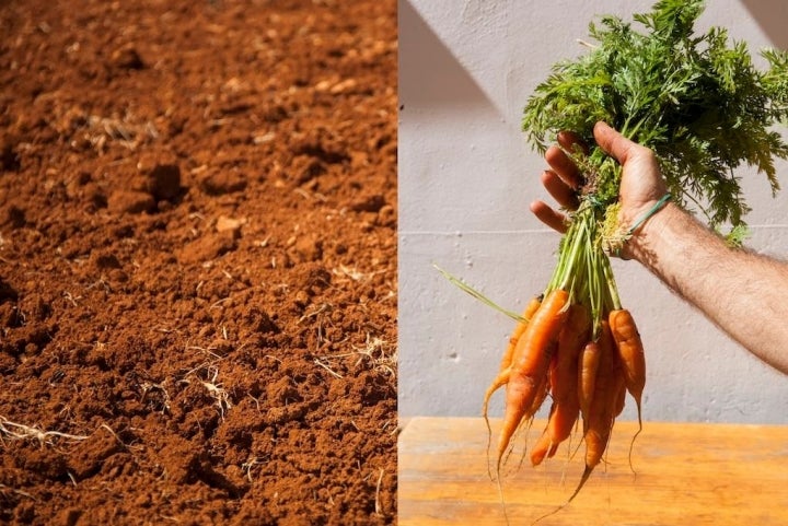 Las zanahorias, uno de los hits del puesto de Nuria, Tito e Ignasi en el Mercat Agrari de Ciutadella.