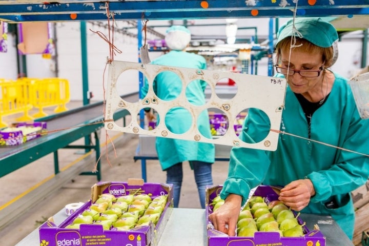 DOP Pera de Lleida: empleada colocando piezas en cajas