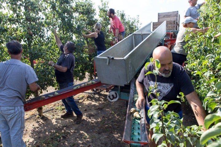 DOP Pera de Lleida: trabajo de recolección en la finca Torre Papiol