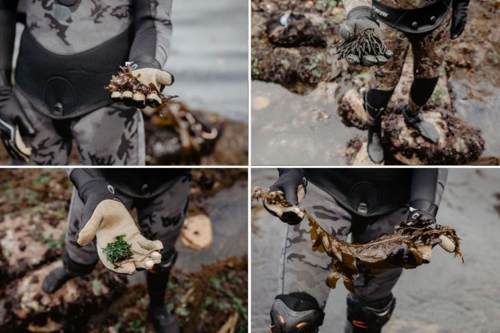 Varios tipos de algas que recolectan en Mar de Ardora, en Galicia.