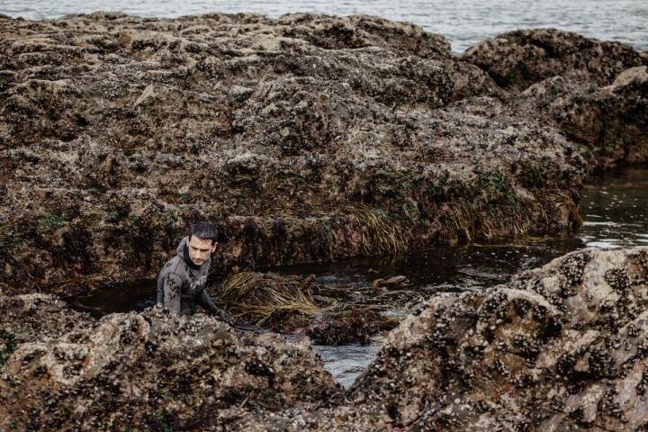 Sergio de Conservas de Mar de Ardona faena durante la marea baja recolectando algas, en Galicia.