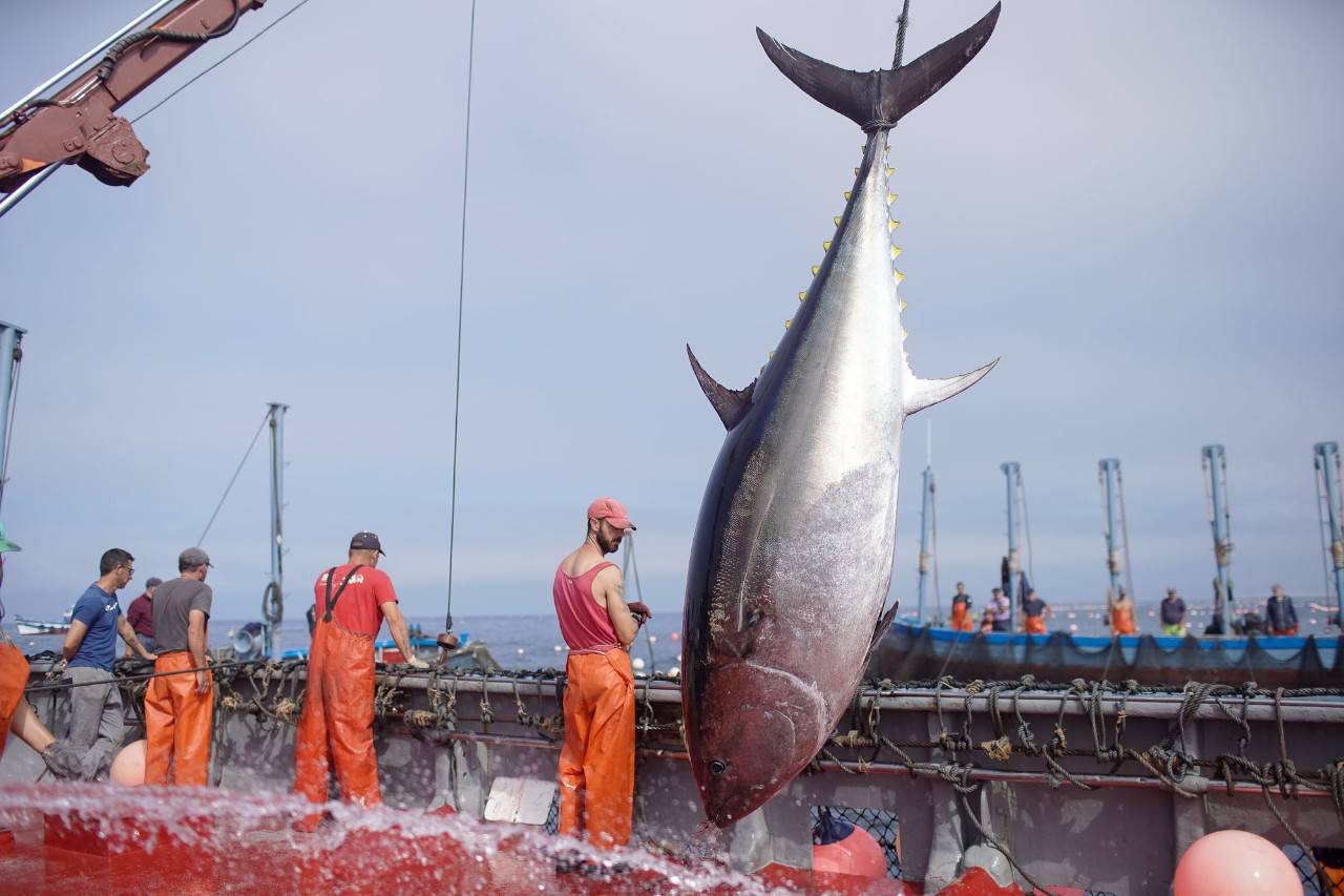 La adrenalina de la última 'levantá' del atún rojo salvaje