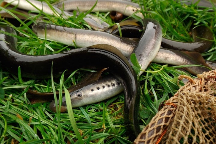 Lampreas recién pescadas. Foto: Shutterstock