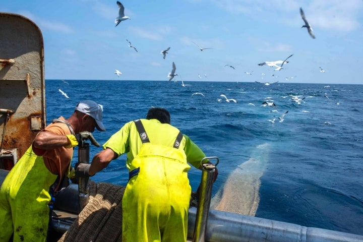 Pesca-turismo en el Grau (Castellón): gaviotas siguiendo las redes