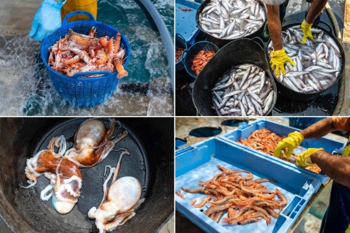 Pesca-turismo en el Grau (Castellón): pescado y marisco clasificado