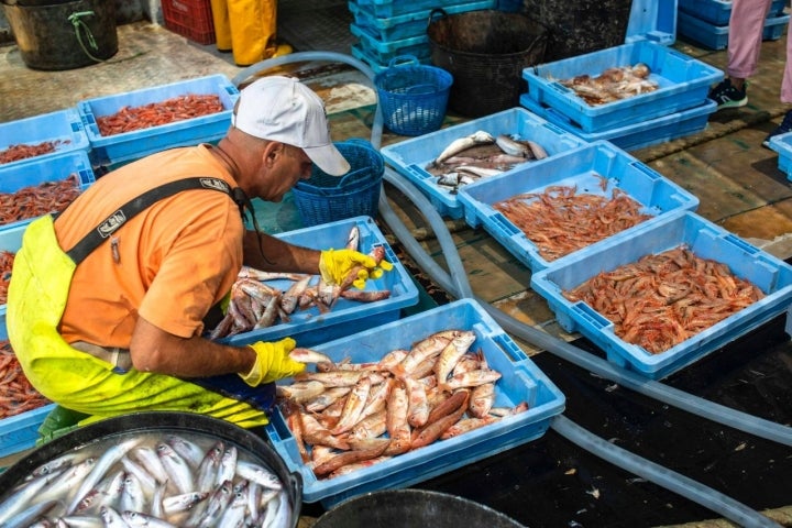 Pesca-turismo en el Grau (Castellón): colación del género en bandejas antes del desembarco