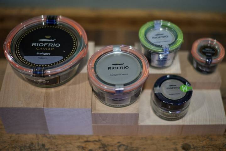 En Riofrío producen tres tipos de caviar. Foto: Fermín Rodríguez