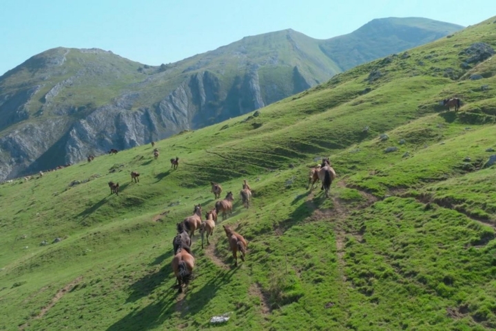Los potros de Aralareko en las cumbres del Aralar (Gipuzkoa).