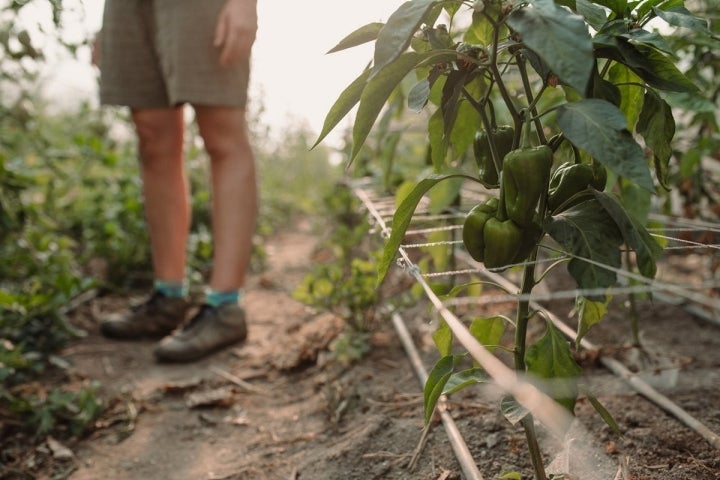 El pimiento, producto predilecto de Eneko Atxa. Foto: Nuria Sambade.